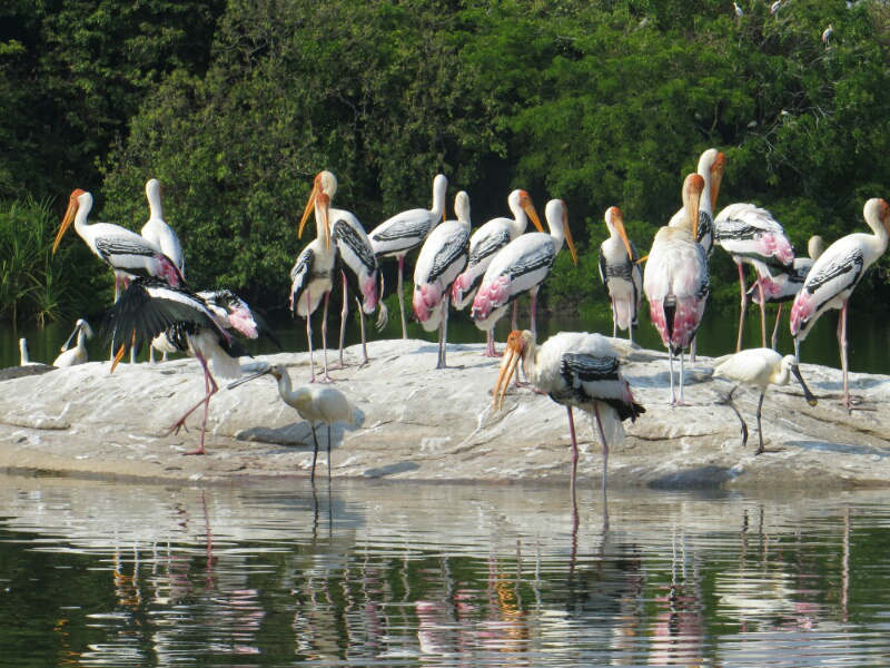 Ranganthittu Bird Sanctuary